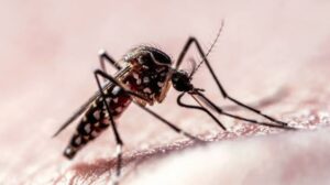 when do mosquitoes stop biting
