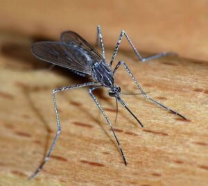 mosquito prevention checklist for October