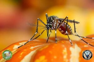 October mosquito control